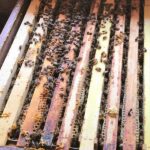 Bienenstock_25885_599d47e772