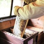 Wabe-3_25887_599d47e7a0