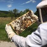 Wabe-4_25893_599d47e81d